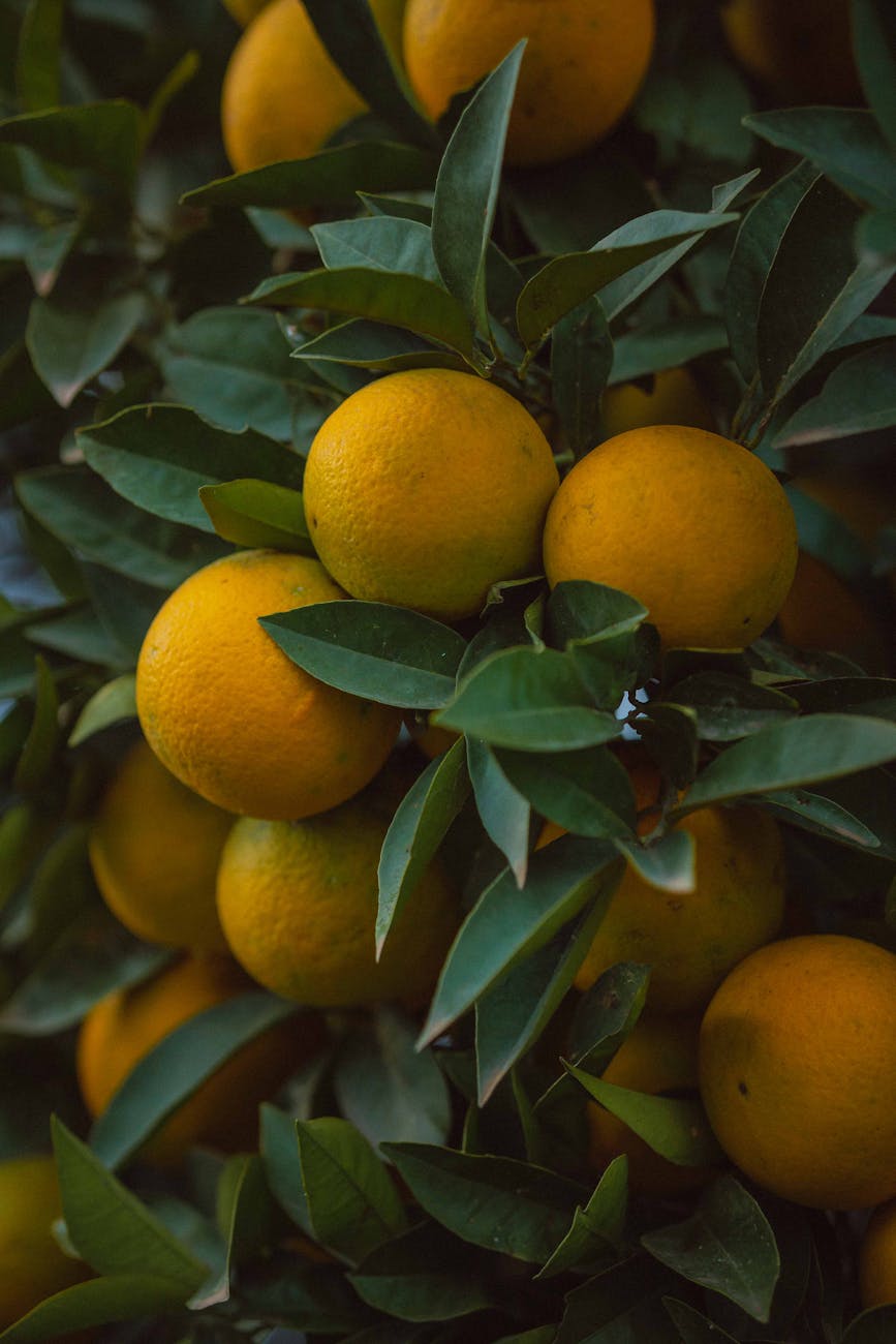 close up photo of fresh lemons